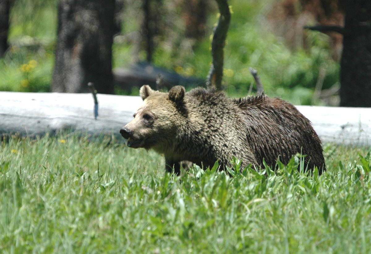🐻 Close encounters with bears – how to behave?
We're sharing an important article on this topic (in Polish):
 panel.iop.krakow.pl/uploads/wydawn…

 Photo: Canva