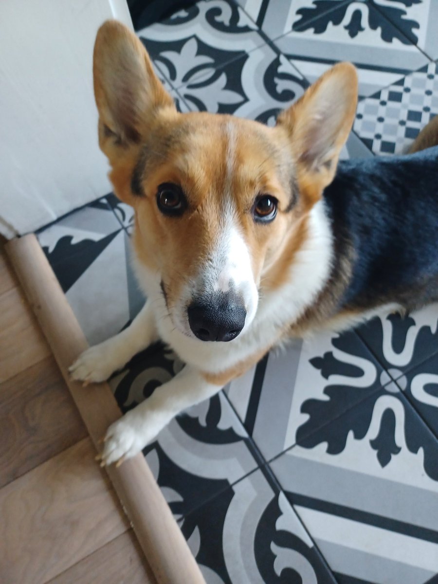 imcorinnemec's tweet image. #TheodoreCorgivelt has a magical #sploot and handsome #snoot ❤️