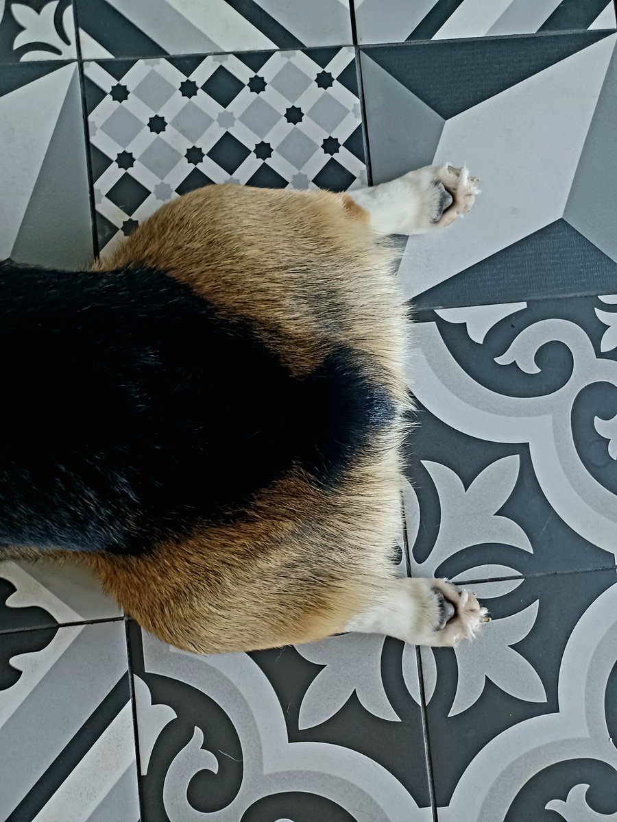 imcorinnemec's tweet image. #TheodoreCorgivelt has a magical #sploot and handsome #snoot ❤️