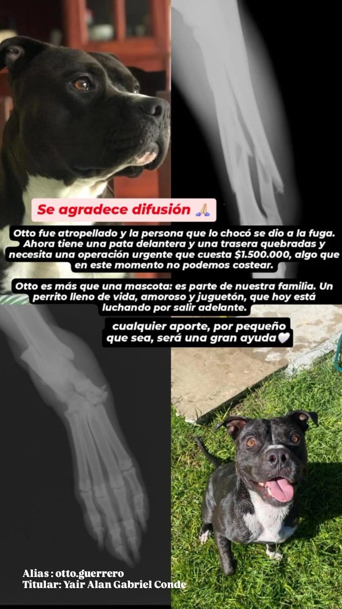 A ver algún veterinario de santa fe o santo tome que le de la posibilidad aunque sea de pagar en cuotas la operación. Hasta ahora ninguno quiso operarlo sin cobrar toda la guita junta. Por favor compartan a ver si a otto lo pueden operar lo antes posible.