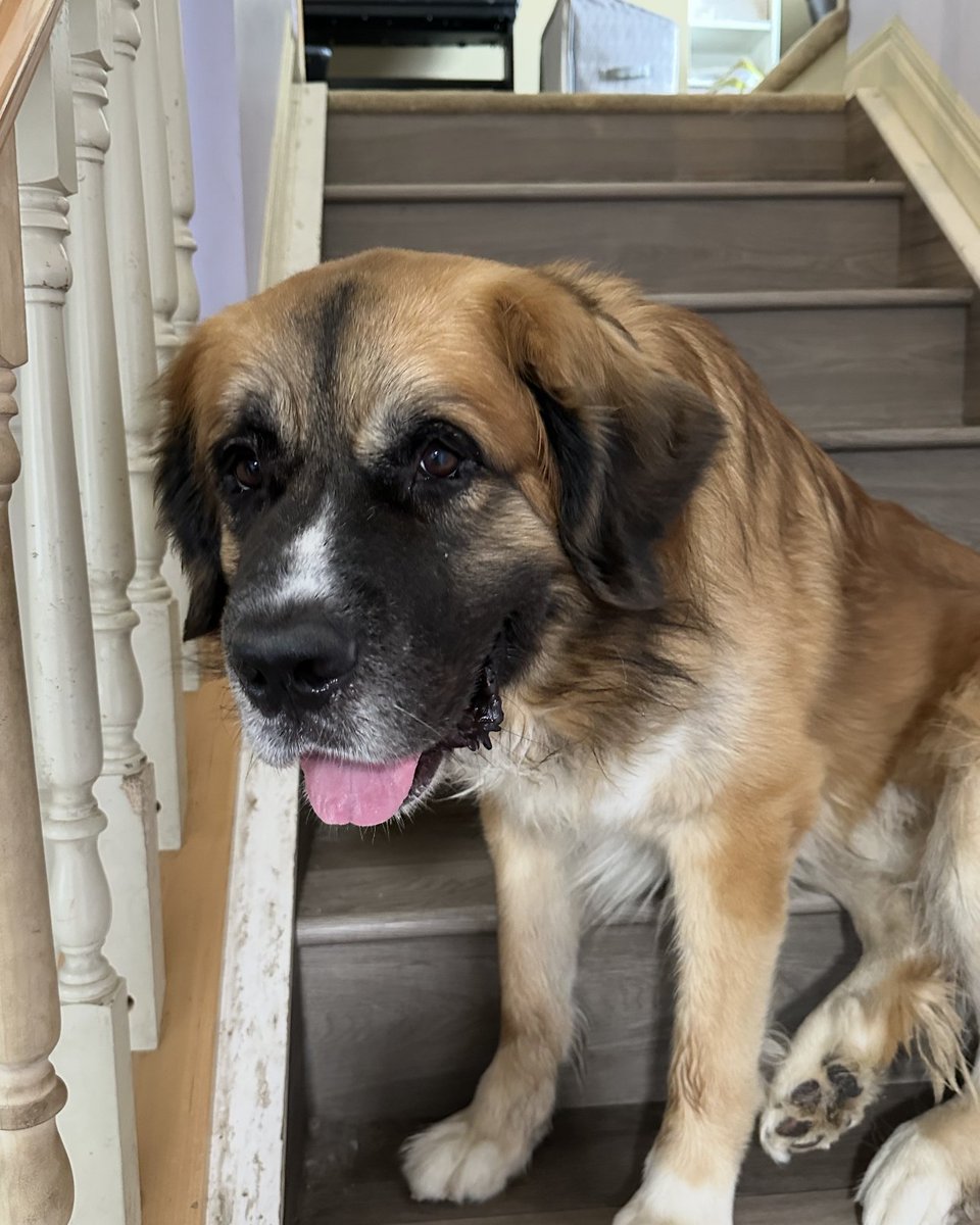 Three years ago, my best friend Boris died. 
It took me a long time to get through it. 
Tomorrow, a new friend joins my home.
His previous person is moving to Singapore, and with shelters full, he was going to be put to sleep on Thursday.
Say hello to Berton :)