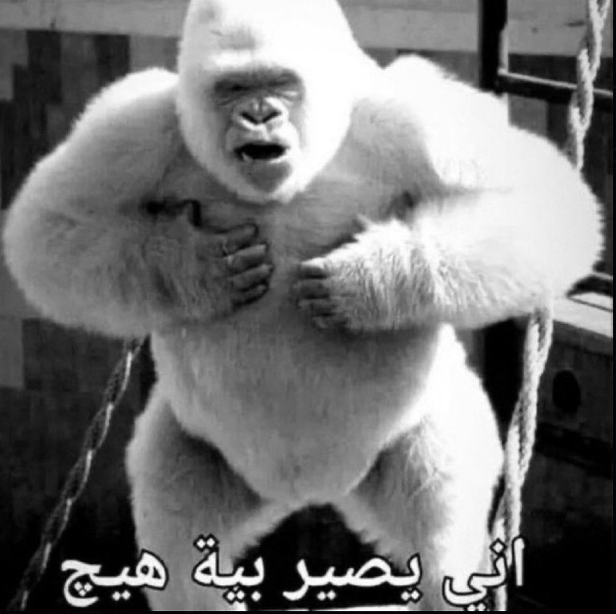 Ali Al-Hashemi tweet media