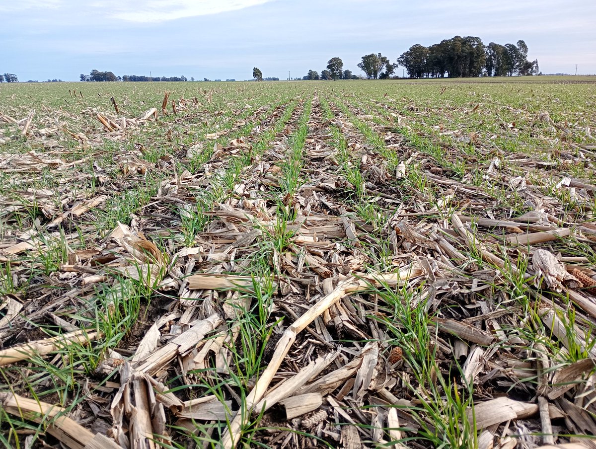 Aleferretti tweet media