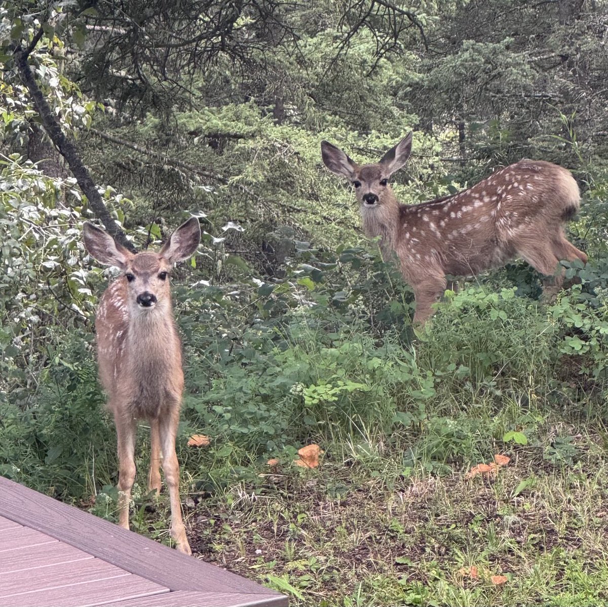 My twins are getting big.