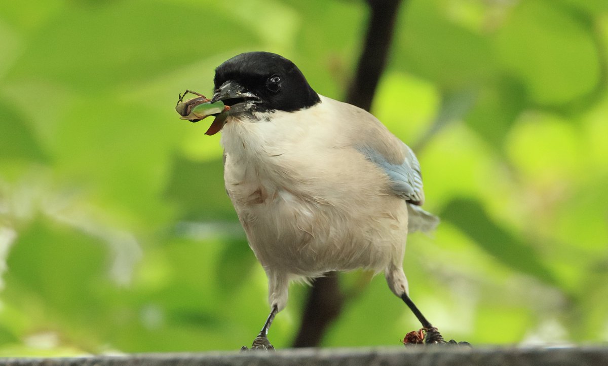 雨上がり、桜の植え込みで甲虫をゲットした #オナガ 。
足元にはセミらしき獲物も...

▼野鳥写真図鑑「オナガ」
global.canon/ja/environment…