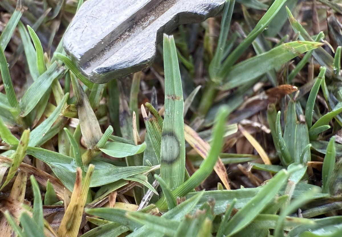 Closing in on 96 hours of continuous leaf wetness in Upstate SC