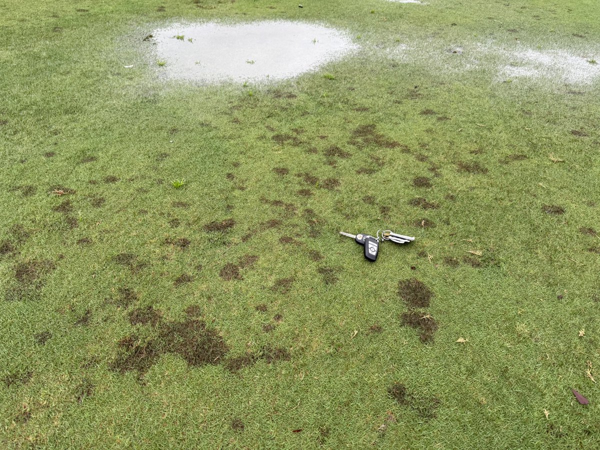 JJBenelli's tweet photo. Closing in on 96 hours of continuous leaf wetness in Upstate SC https://t.co/J2s4vRp3J8