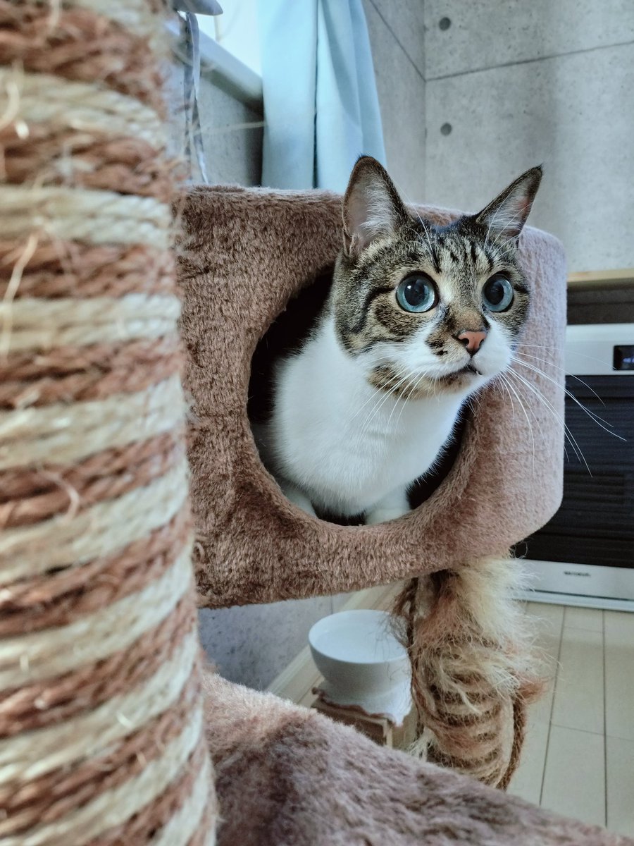プランチュ様 困難をくぐり抜け帰ってきたねこ様たち プランチュ様 困難をくぐり抜け帰ってきたねこ様たち イラスト