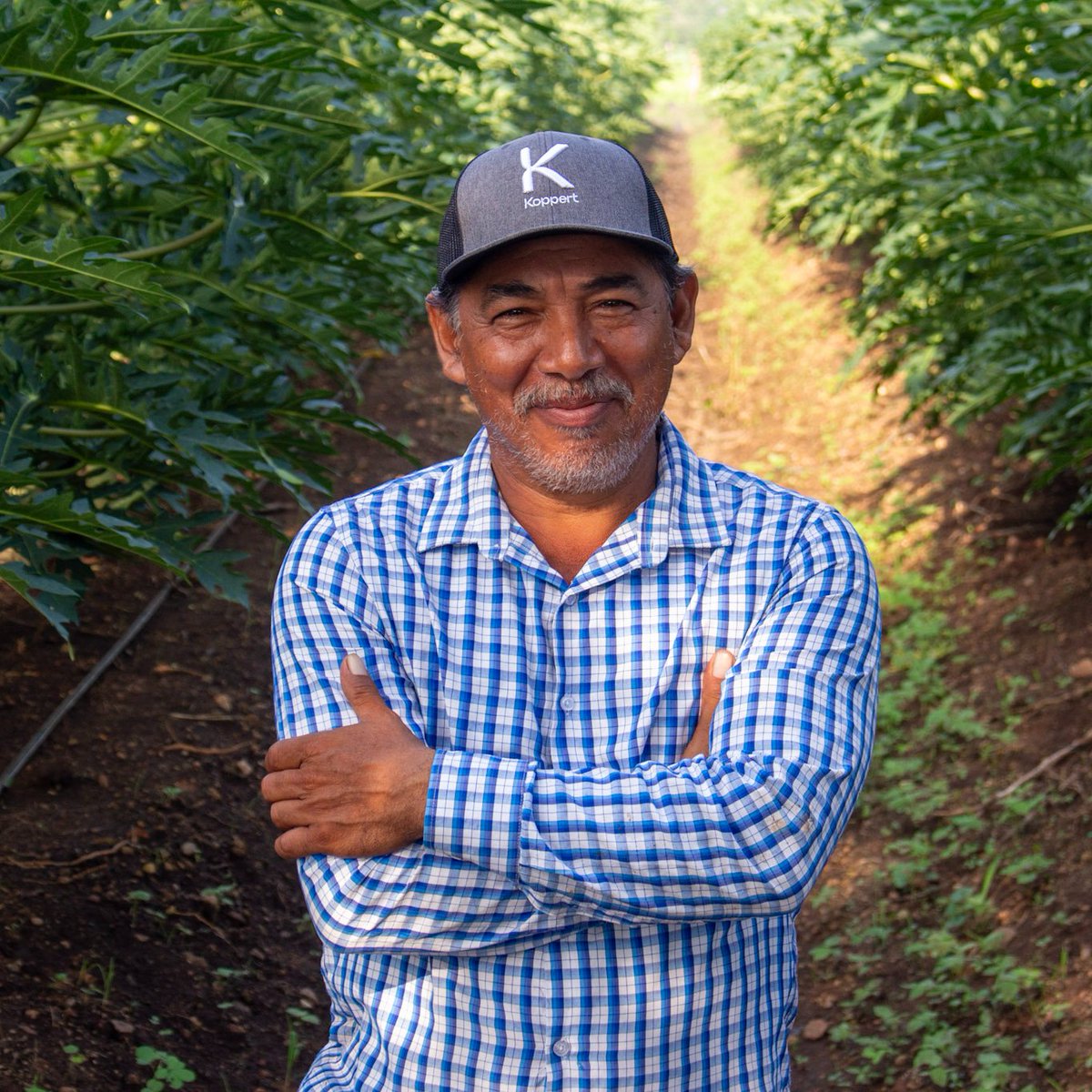 Don Toño estuvo a punto de rendirse: su cultivo de papaya fue invadido por plagas.
El control biológico le devolvió la esperanza… y el éxito. 🌱💪
Conoce su historia 👉 koppert.mx/noticias-item/… 

#koppertmx #partnerswithnature #papaya #controlbiológico