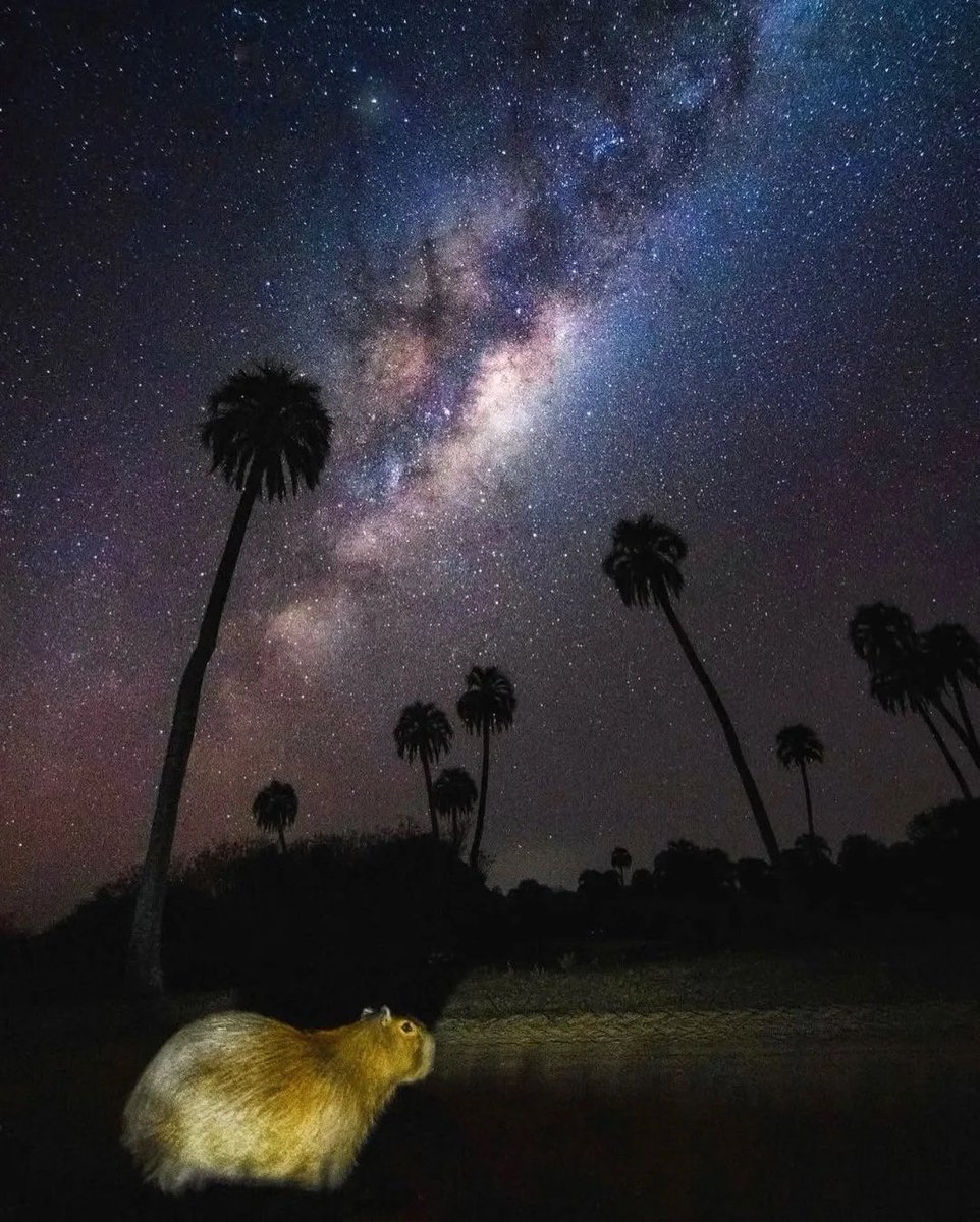 The Argentinean Empire (@gonsanchezreyar) on Twitter photo 