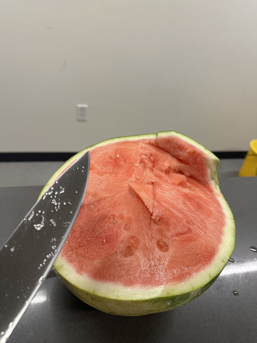 _victorialiang's tweet photo. raw dogging the office watermelon just to feel something https://t.co/Khs7pWTAix