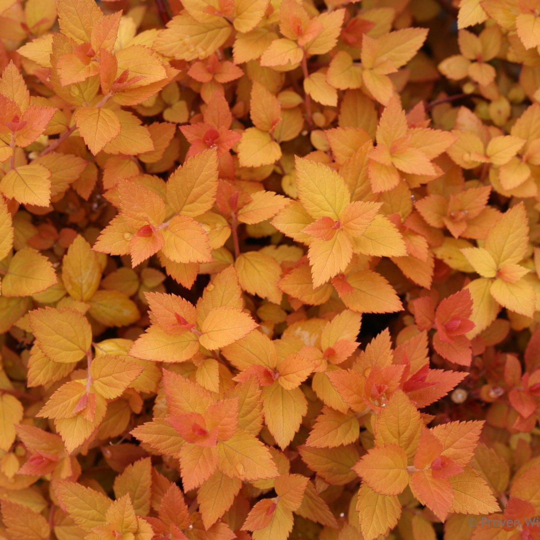 naturehills's tweet photo. 🍬 Candy Corn® Spirea: Color That Lasts &amp; Lasts 🍂

If you're craving nonstop color, Candy Corn® Spirea delivers three full seasons of vibrant beauty!

💥 Get your garden glowing this fall.
🛒 Shop Candy Corn® Spirea now → https://t.co/SdpReYrRDr https://t.co/otolojmHjY