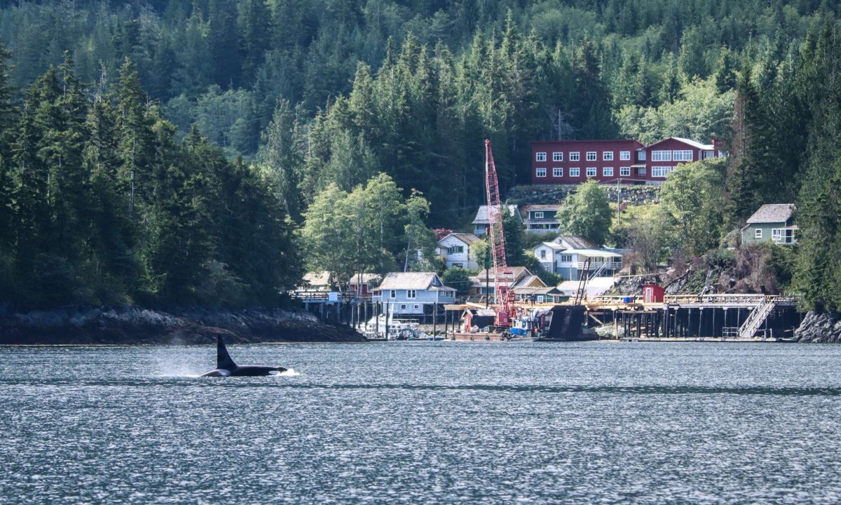 Pacific Whale Watch Association π³ (@thepwwa) on Twitter photo Northern Resident killer whale A60 "Fife" supervises reconstruction at Telegraph Cove Resort. β€οΈβπ©Ή
π·: <a href="/Whale_Sightings/">Prince of Whales</a> Northern Resident killer whale A60 "Fife" supervises reconstruction at Telegraph Cove Resort. β€οΈβπ©Ή
π·: <a href="/Whale_Sightings/">Prince of Whales</a>