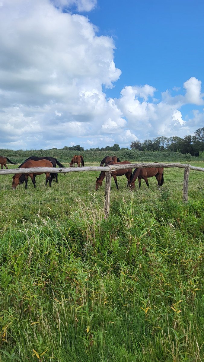 Workum in Friesland