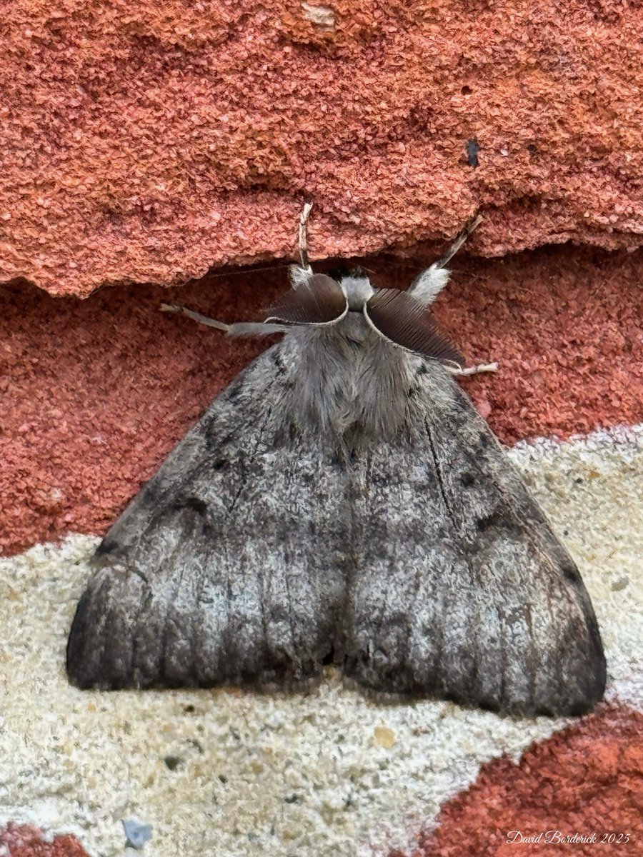 David Borderick (@daveborderick) on Twitter photo Gypsy Moth on our #Kessingland house wall this evening β¦<a href="/LowestoftLizard/">Terry Dactyl</a>β© β¦<a href="/savebutterflies/">Butterfly Conservation π¦</a>β© β¦<a href="/BC_Suffolk/">BC Suffolk Branch</a>β© β¦<a href="/SuffolkRecorder/">Suffolk Butterfly Recorder</a>β© β¦<a href="/ukmoths/">Ian Kimber</a>β© Gypsy Moth on our #Kessingland house wall this evening β¦<a href="/LowestoftLizard/">Terry Dactyl</a>β© β¦<a href="/savebutterflies/">Butterfly Conservation π¦</a>β© β¦<a href="/BC_Suffolk/">BC Suffolk Branch</a>β© β¦<a href="/SuffolkRecorder/">Suffolk Butterfly Recorder</a>β© β¦<a href="/ukmoths/">Ian Kimber</a>β©