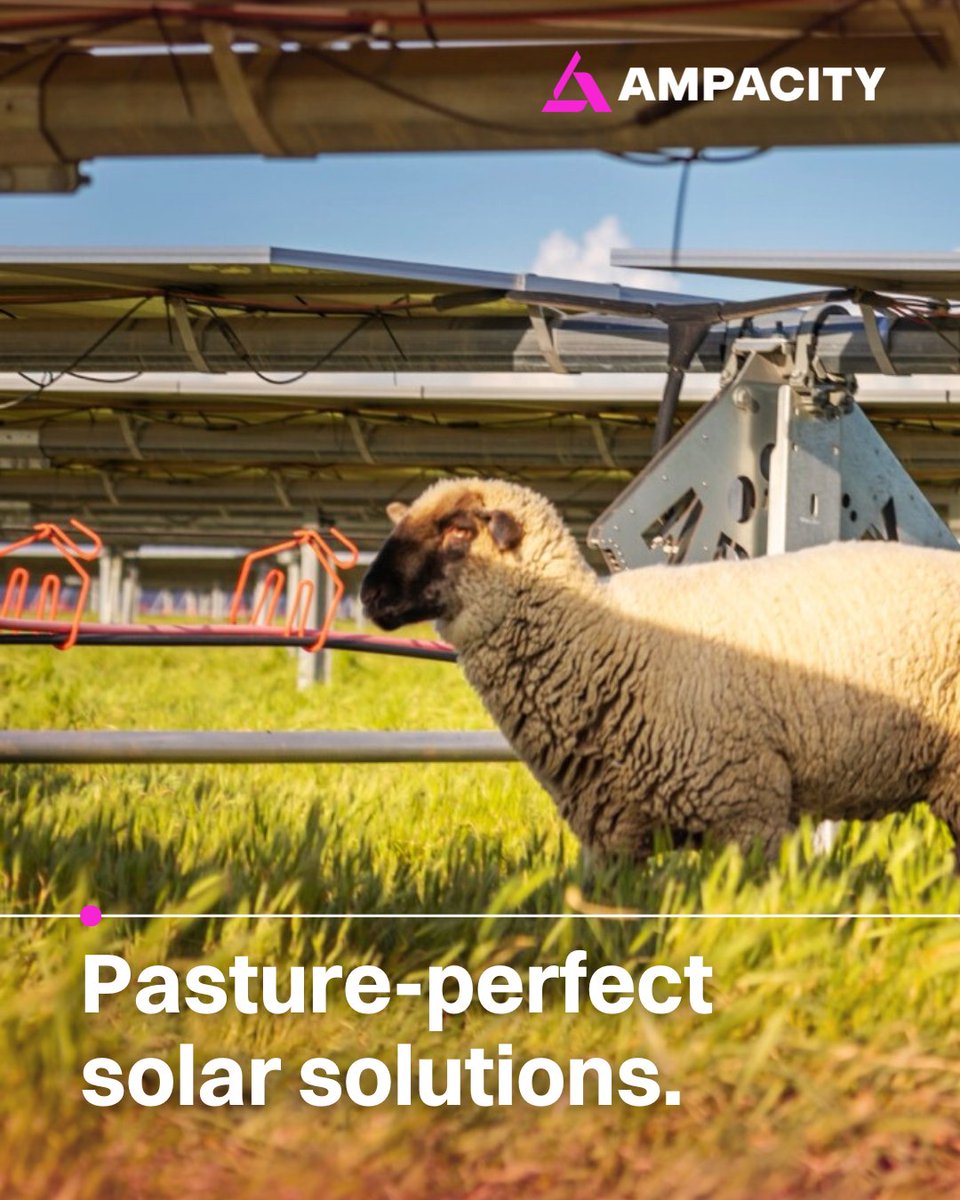 Dual-use solutions that don't ruffle any wool. #WeAreAmpacity #agrivoltaics #dualuse