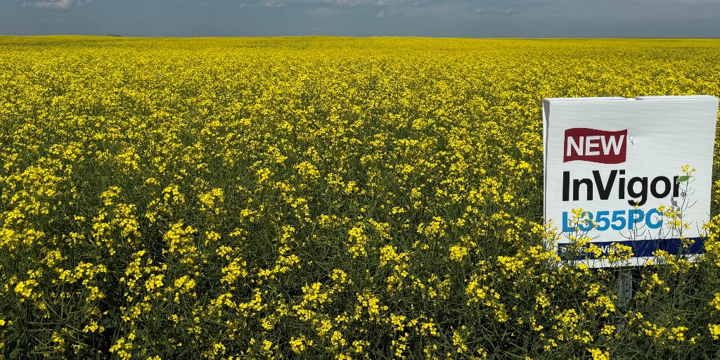 New InVigor L355PC features our most advanced disease resistance package yet. Designed for Canadian growers, L355PC offers high yield potential combined with first-generation clubroot resistance, blackleg resistance, strong verticillium stripe performance ratings plus patented