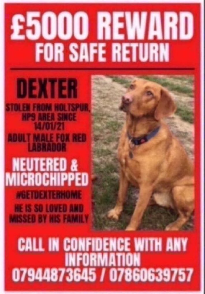 LisaClareRead2's tweet image. Do you know where Dexter is? He was stolen from #Holtspur #HP9 area on 14th January 2021. Please RT and help get this boy back home where he belongs , his family are heartbroken without him💔 🙏💕 #stolendoghour #GetDexterHome #FindDexter #rehomehour #missingdog