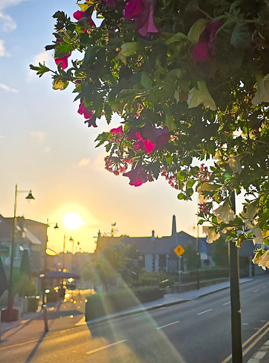 Early morning colours #sunrise #flowers #Wicklow #Ireland