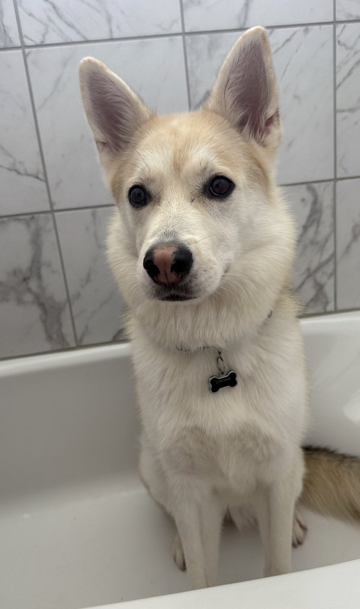 Anyone else’s dog sit in the bathtub next to you while you’re using the restroom?