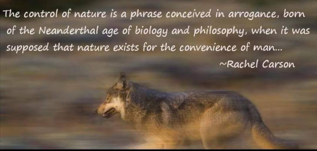 Alegaciones al nuevo Plan de Gestión del lobo 🐺 de Cantabria. Para facilitar la participación ciudadana desde ASCEL hemos preparado este modelo de alegaciones que puedes descargar en Word, cumplimentar y firmar.
¡Anímate y participa!  loboiberico.com/2025/08/05/ale…