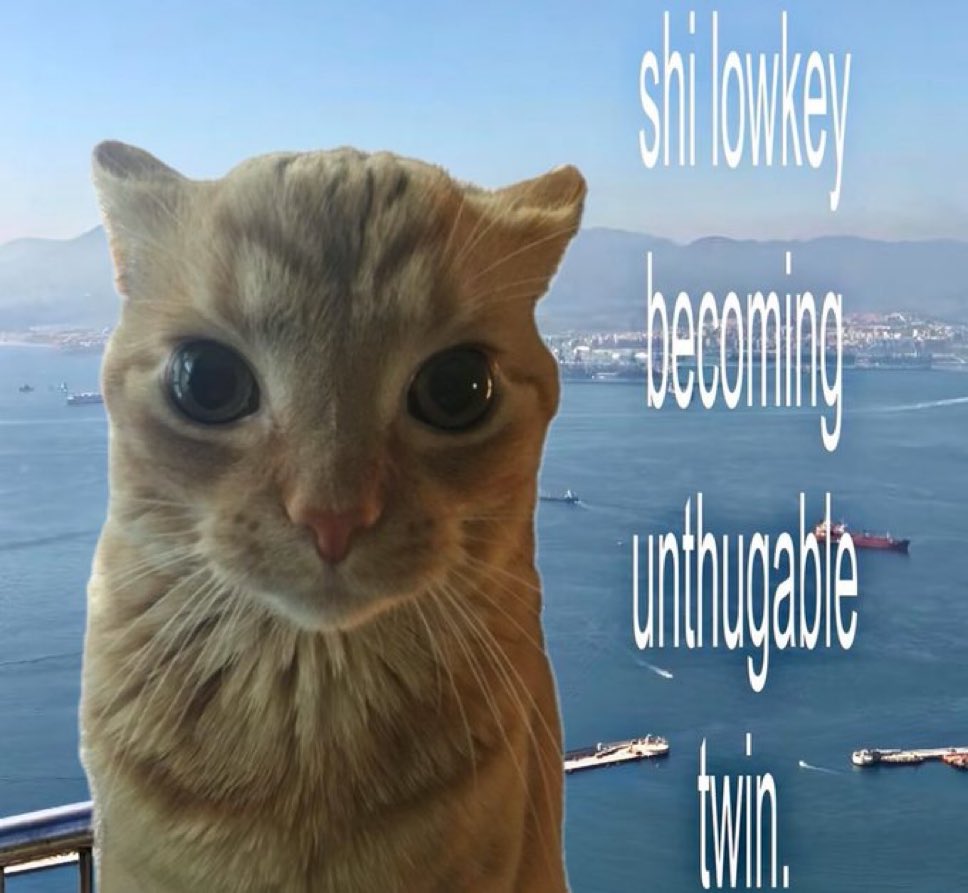 LiterallyMeCats (@literallymecats) on Twitter photo 