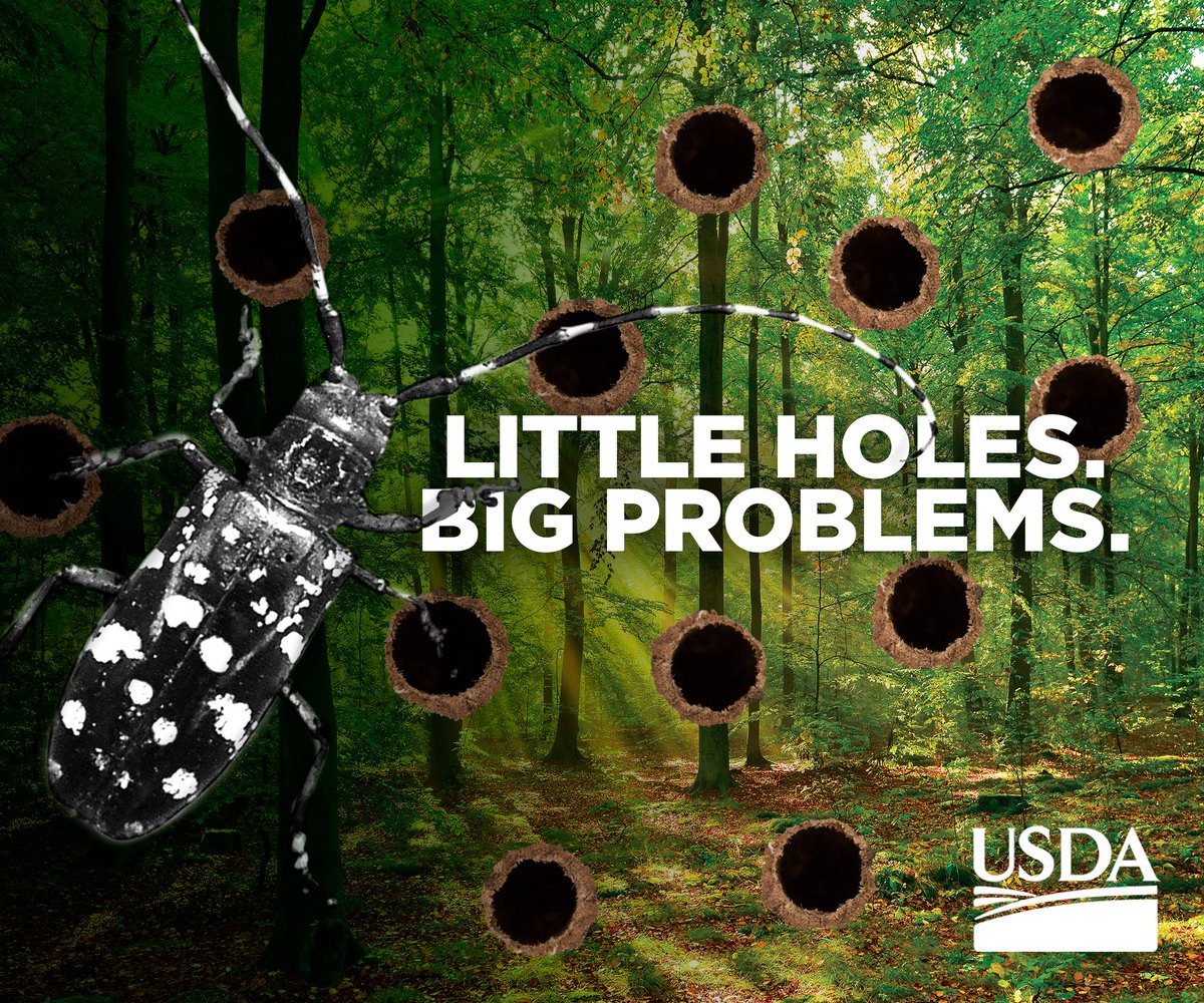 ALB Eradication tweet media