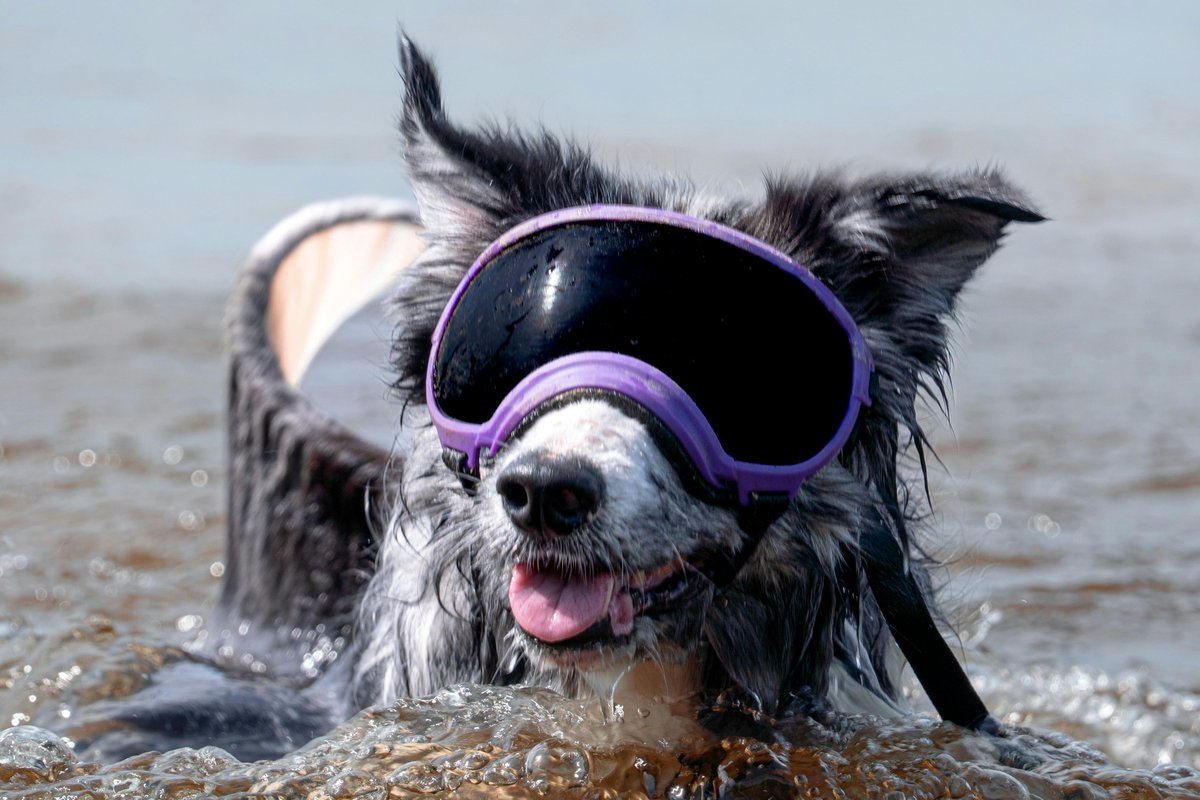 k9_essentials's tweet image. Protect those precious puppy eyes!
Explore stylish &amp;amp; functional dog goggles at Elite K9 Essentials. Perfect for sun, wind &amp;amp; adventure days!

👉 elitek9essentials.com

#EliteK9Essentials #DogGoggles #PupProtection #AdventurePup #DogGear #DogLovers #ProtectYourPup #StylishDog