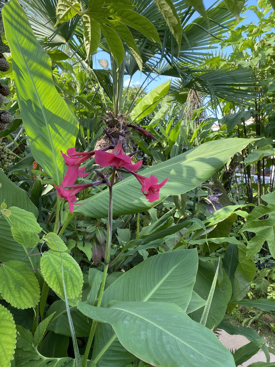 Just started flowering in the garden Today Canna x ehemanii also known as Ehemann's Canna 
This has to be my favourite canna of all the ones we grow , those flowers are just stunning .