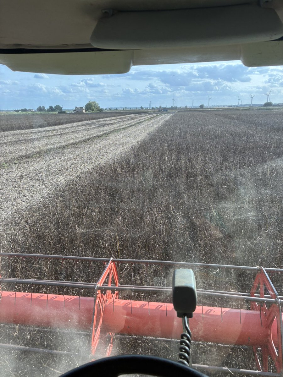 First field of tundra beans coming off well at 5t/ha , shelling a few with the header but can see there going to be more of a challenge as temperatures climb #harvest25