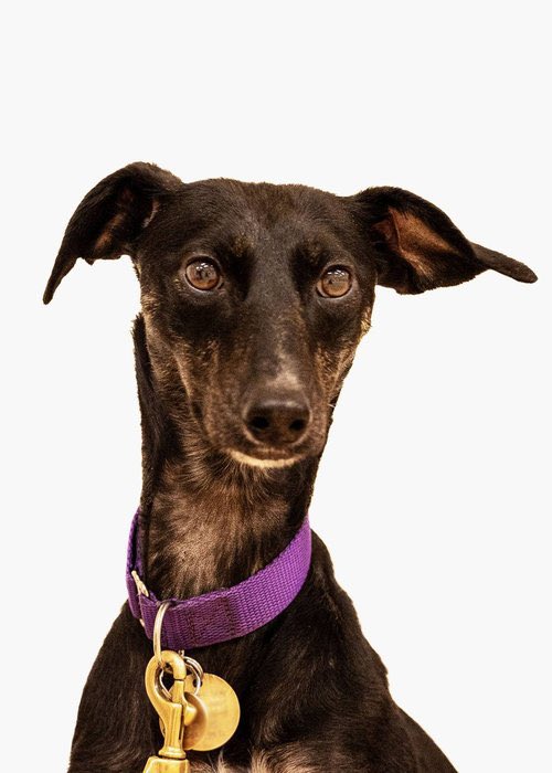 LurcherSOS's tweet image. Sofa snuggler, recall queen, car ride pro—Lulu’s got it all 🐾 She’s not crate-friendly and can’t be left alone, but with a doggy pal she settles beautifully. In foster in Hampshire &amp;amp; waiting for love. #AdoptLulu #WhippetMix #rehomehour