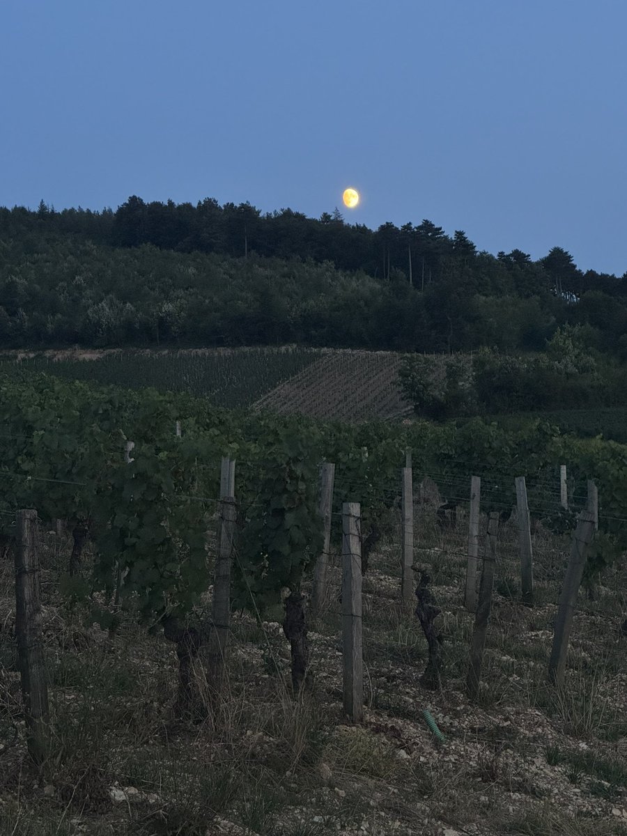 Sun setting and moon rising over Burgundy vineyards