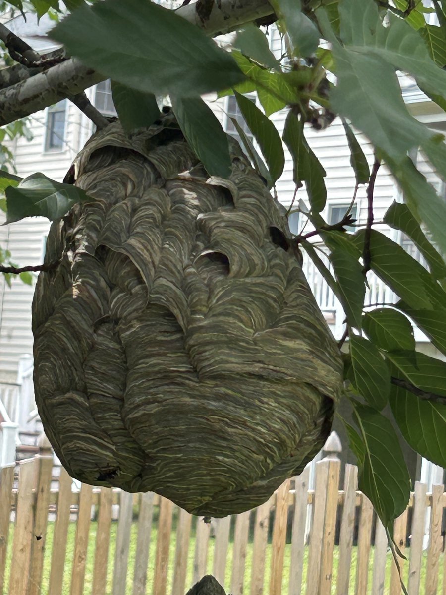 askabugman1's tweet image. Bald Faced Hornets nest.. what a beauty