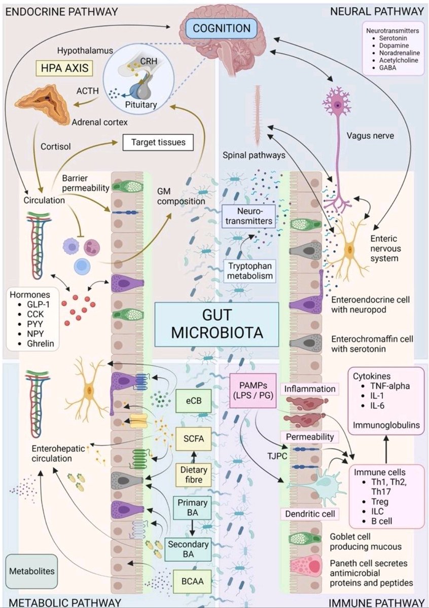WilliamWallace's tweet photo. The gut-brain axis is a bidirectional communication network between the gastrointestinal tract and the central nervous system. This dynamic system integrates neural, endocrine, immune, and metabolic signals, many of which are modulated by the gut microbiota.

🧠 1. Neural Pathway
The vagus nerve and enteric nervous system (ENS) transmit afferent signals from the gut to the brain. Microbial metabolites and host-derived neurotransmitters (e.g., serotonin, dopamine, GABA) influence mood, cognition, and stress responses. Enteroendocrine and enterochromaffin cells release neuroactive compounds in response to microbial cues.

🧬 2. Endocrine Pathway
The gut microbiota modulates HPA axis activity through changes in gut barrier integrity, circulating metabolites, and stress hormones. Cortisol, released from the adrenal cortex, affects both systemic inflammation and brain function. Microbiota-regulated hormones such as GLP-1, CCK, and ghrelin further influence appetite, mood, and behavior.

🦠 3. Immune Pathway
Microbial antigens (PAMPs) and metabolites interact with intestinal immune cells (e.g., Th1, Th17, dendritic cells), influencing systemic and neuroinflammatory tone. Elevated cytokines like TNF-α, IL-1, and IL-6 have been linked to blood-brain barrier disruption, depression, and cognitive impairment.

🔁 4. Metabolic Pathway
The gut microbiota ferments dietary components (e.g., fiber, protein, bile acids) into signaling molecules including:

-SCFAs (butyrate, propionate)
-Secondary bile acids
-Branched-chain amino acids (BCAAs)

These metabolites affect energy regulation, neurotransmission, and epigenetic signaling within the CNS and peripheral tissues.