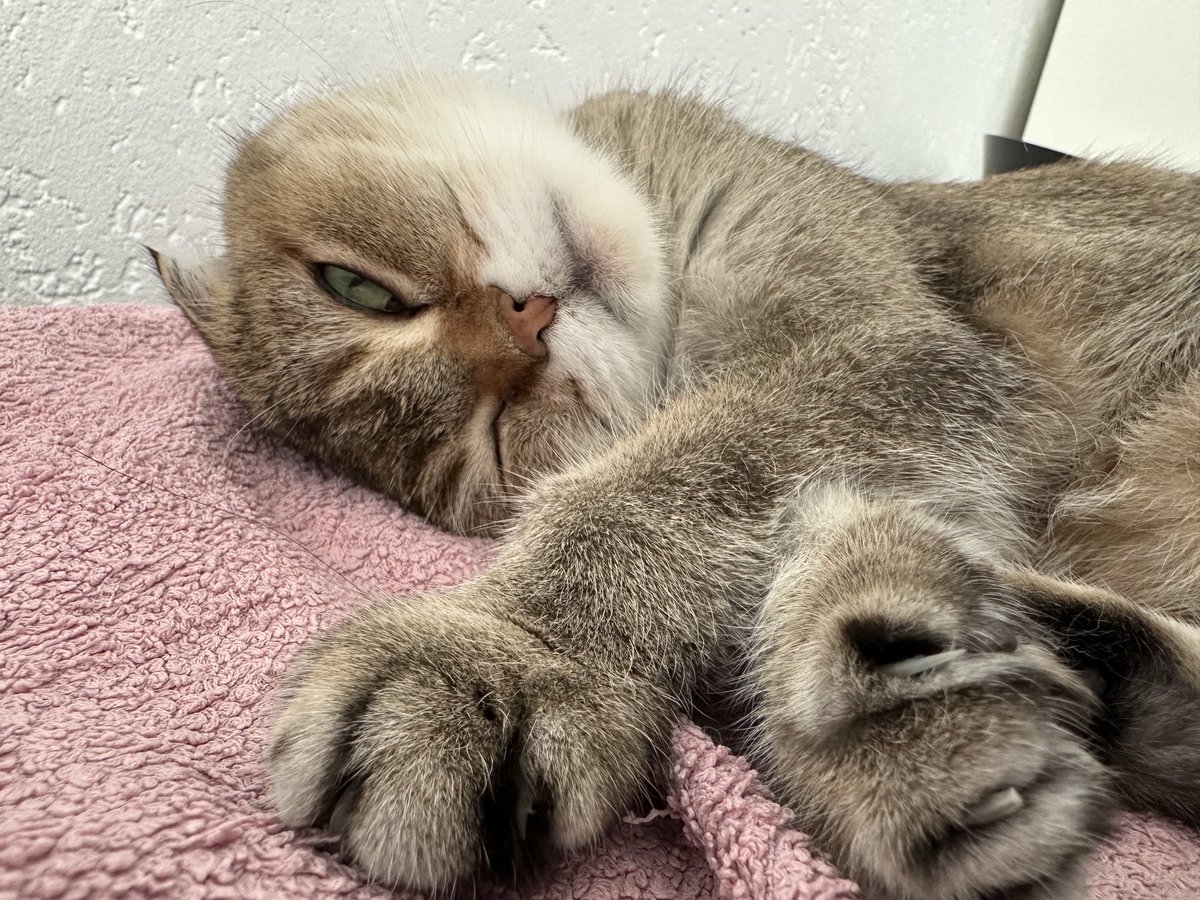 Hi pals, wanted to wish you sweet dreams 😘