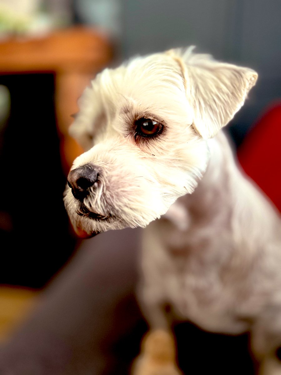 sbear101's tweet image. How u doin’ ? 🐶 #OneOfFive 🥰