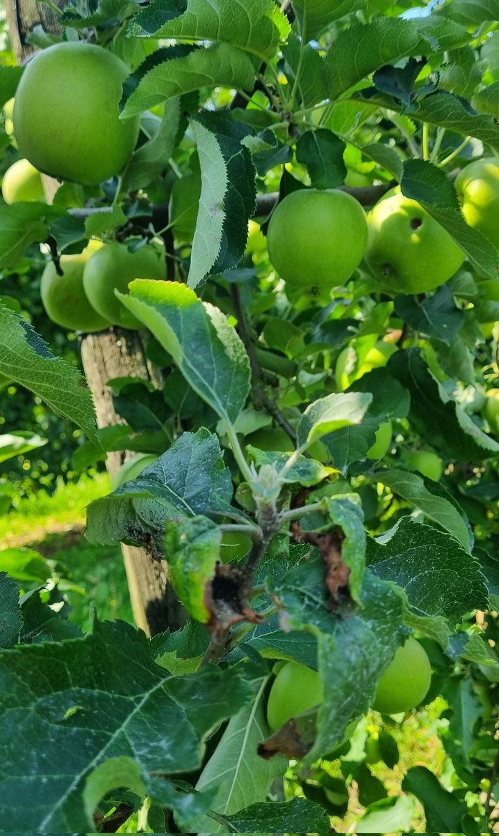 D'ores et déjà, la récolte de l'année prochaine sera impacté ... merci les fu***** pucerons 🤬
Hier on pouvais dire que les agricultures 🇨🇵 nourrissaient le pays, demain il faudrat importer encore plus (ajrdh 60% des fruits sont importés, produit de façon ⛔️ en 🇨🇵)