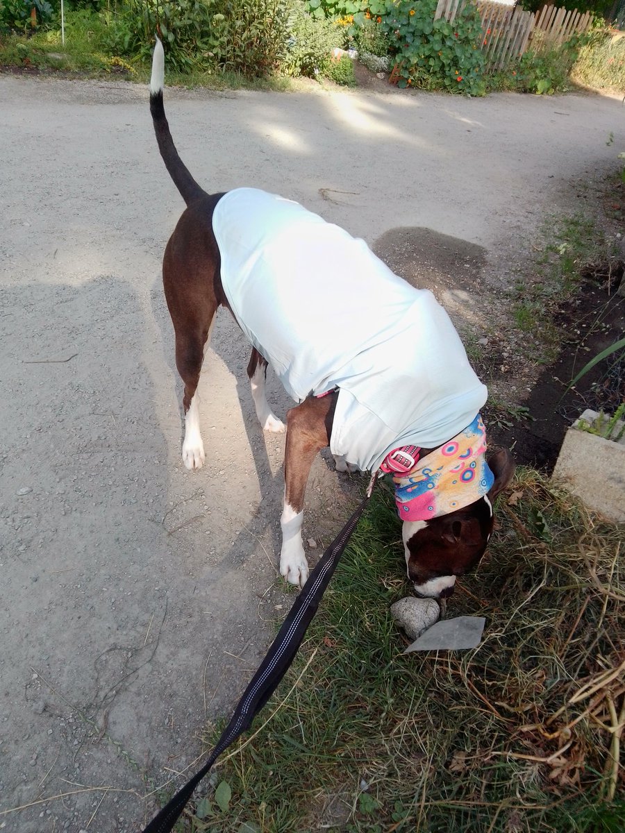 LebrockTony's tweet image. Mon🌄🐕🏞️⌛Riley&apos;s Back On The Rock &amp;amp; Tweaking!!😆😂💙
#smokingcrack #funnydogpic
#afternoonvibes #funpic #pet
#pittielife #tweaking #doggies
#dogjersey #dogshirt #funny
#MadamRiley