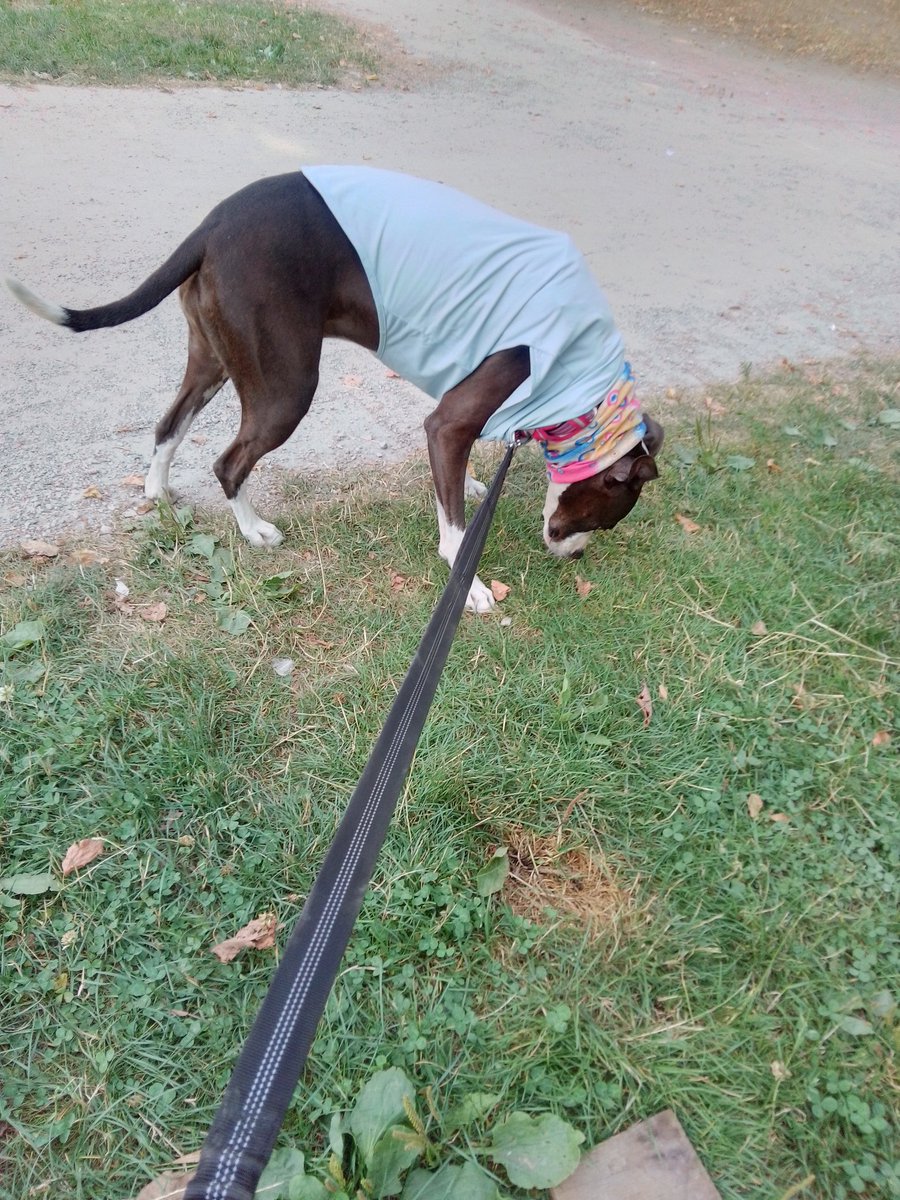LebrockTony's tweet image. Mon🌄🐕🏞️⌛Riley&apos;s Back On The Rock &amp;amp; Tweaking!!😆😂💙
#smokingcrack #funnydogpic
#afternoonvibes #funpic #pet
#pittielife #tweaking #doggies
#dogjersey #dogshirt #funny
#MadamRiley