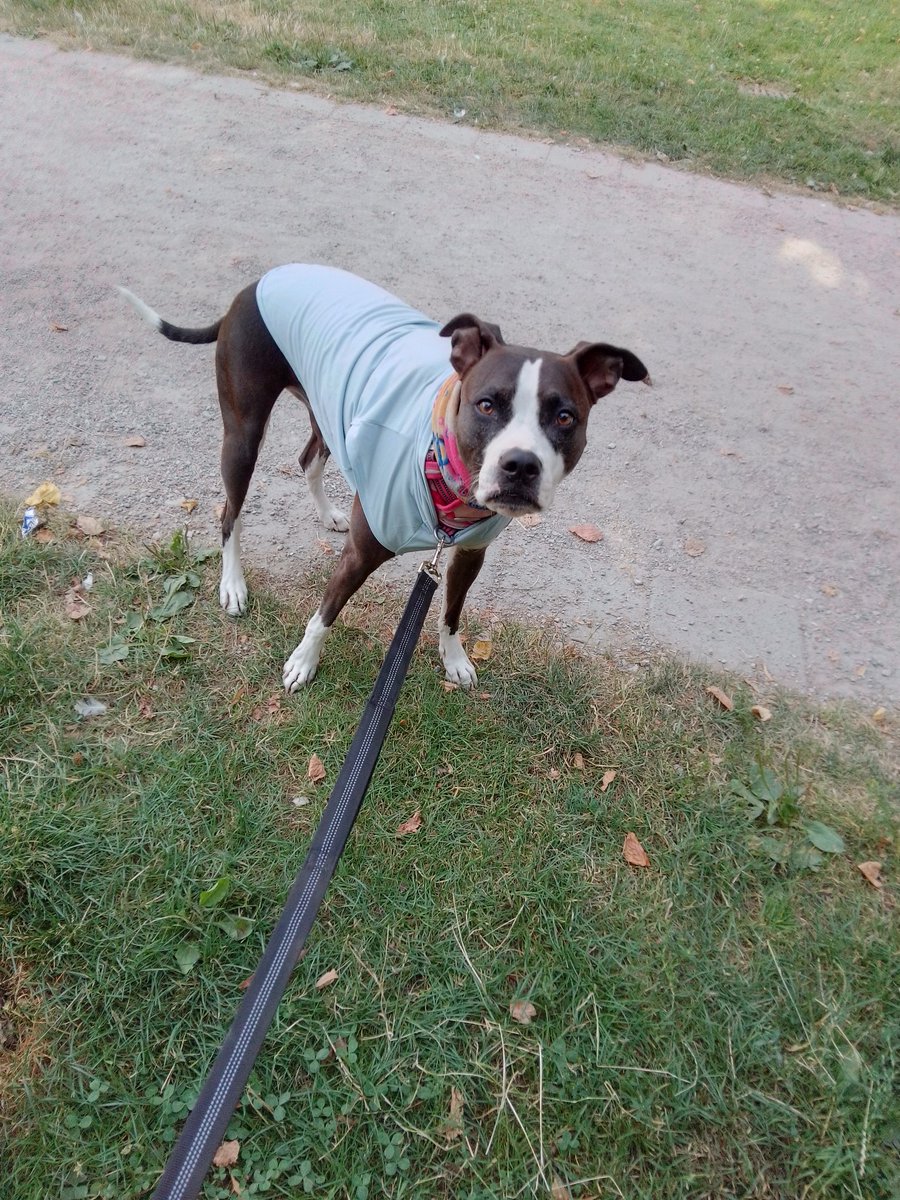LebrockTony's tweet image. Mon🌄🐕🏞️⌛Riley&apos;s Back On The Rock &amp;amp; Tweaking!!😆😂💙
#smokingcrack #funnydogpic
#afternoonvibes #funpic #pet
#pittielife #tweaking #doggies
#dogjersey #dogshirt #funny
#MadamRiley