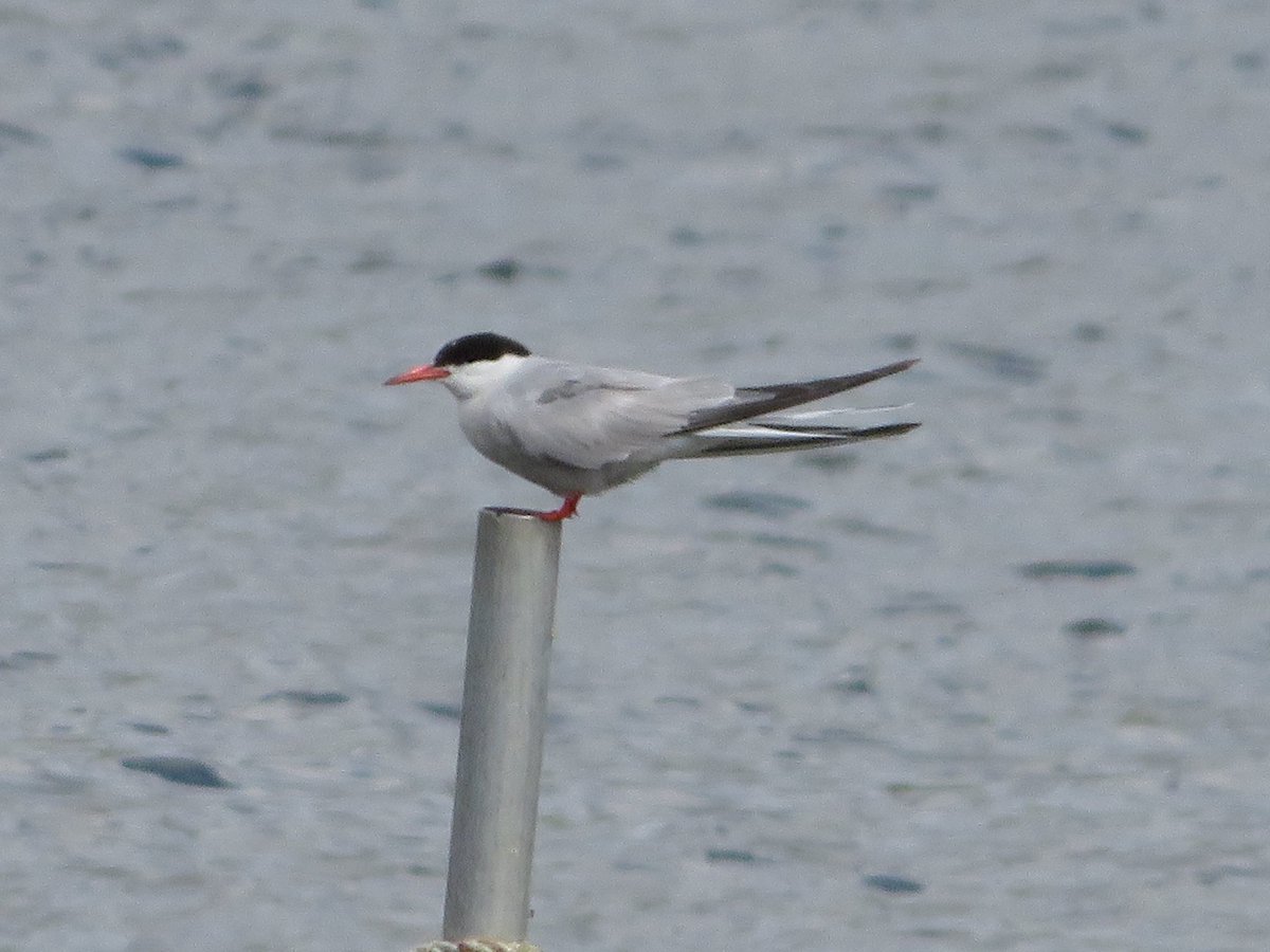 Frampton pools Tufted Duck with her 1 duckling Ross’s Goose with 98 Barnacles 4 Common Tern 2 Swift 40+Sand Martin 30+House Martin 10+Swallow 1 Spotted Flycatcher 1 Garden Warbler 1 Whitethroat 1 Reed Warbler 3 Gadwall 72 Mute Swan Yellow Legged Gull #GlosBirds