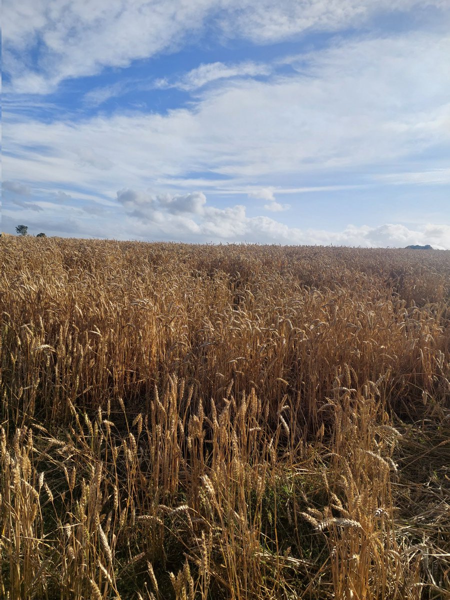 Cornfield light 🧡