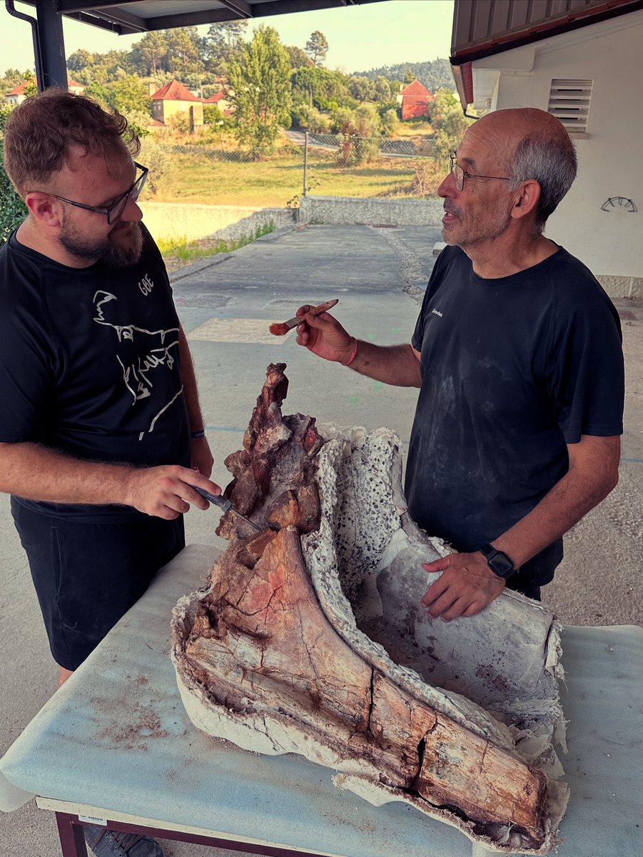 De vuelta en #Pombal!!…. Habrá que ver si este bicho es Lusotitan (después de tanta pelea, de hinchar los supranariales, de comerse un hueso y de andar cojo una temporada, los bichos de Monteagudo aún tiene buena pinta)
#Dinosaurios del #Jurásico Superior de #Pombal