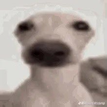 ScRaPpYje's tweet photo. @shyyvanii I DONT KNOW https://t.co/RSd8COTbg4
