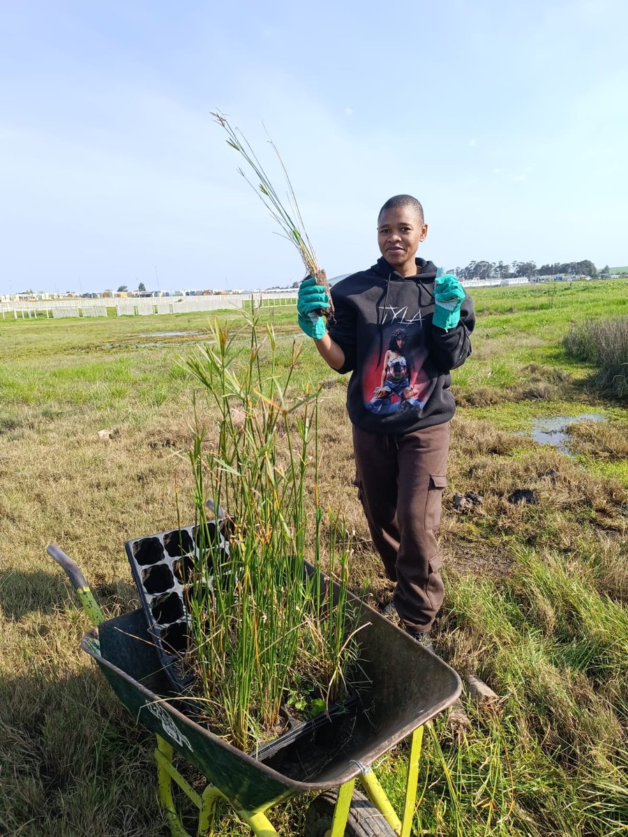 Last week our volunteers planted over 700 plants as part of the Mosselbank Wetlands Rehabilitation. Plants were supplied by Vula Environmental Services  and project sponsored by <a href="/NatureConnectSA/">Nature Connect</a> . We are incredibly grateful to Nature Connect for providing this opportunity to us!