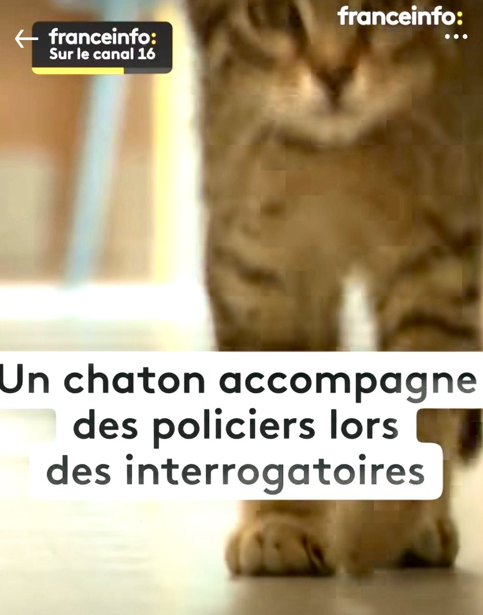 Superbe idée. Le chat vit au commissariat et lors d’auditions d’enfants dans des affaires difficiles, il rassure et apaise les enfants. L’austérité des locaux est bien moins pesante.