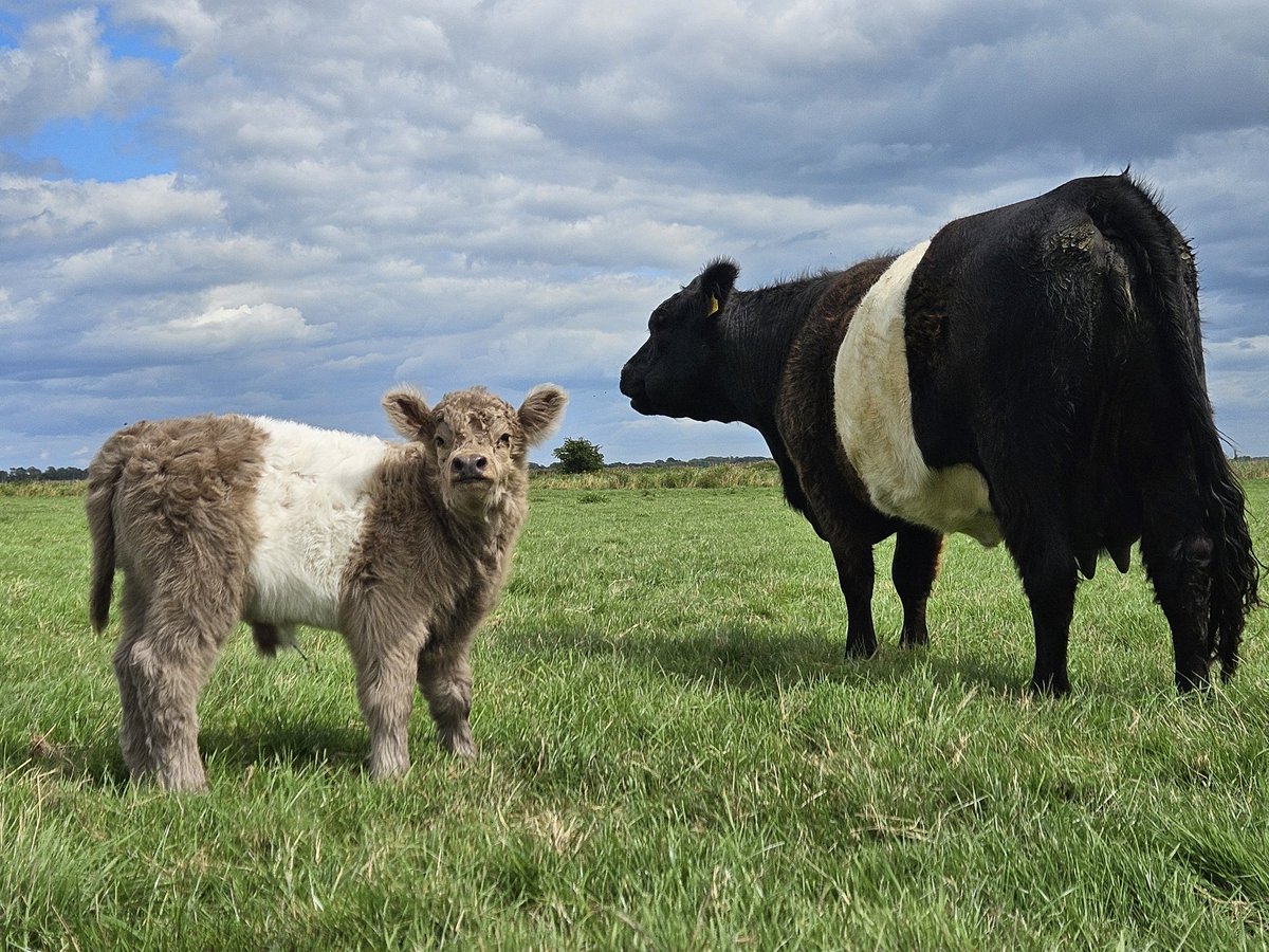 Carr Farm tweet media