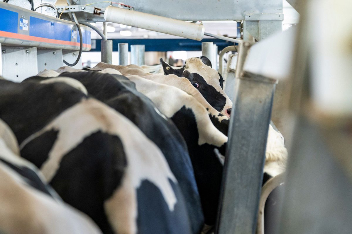 eDairyNews's tweet image. UW-Madison Tracks #AvianFlu Presence in U.S. #Dairy Milk. Read the News 👉 buff.ly/RZZcsJw
