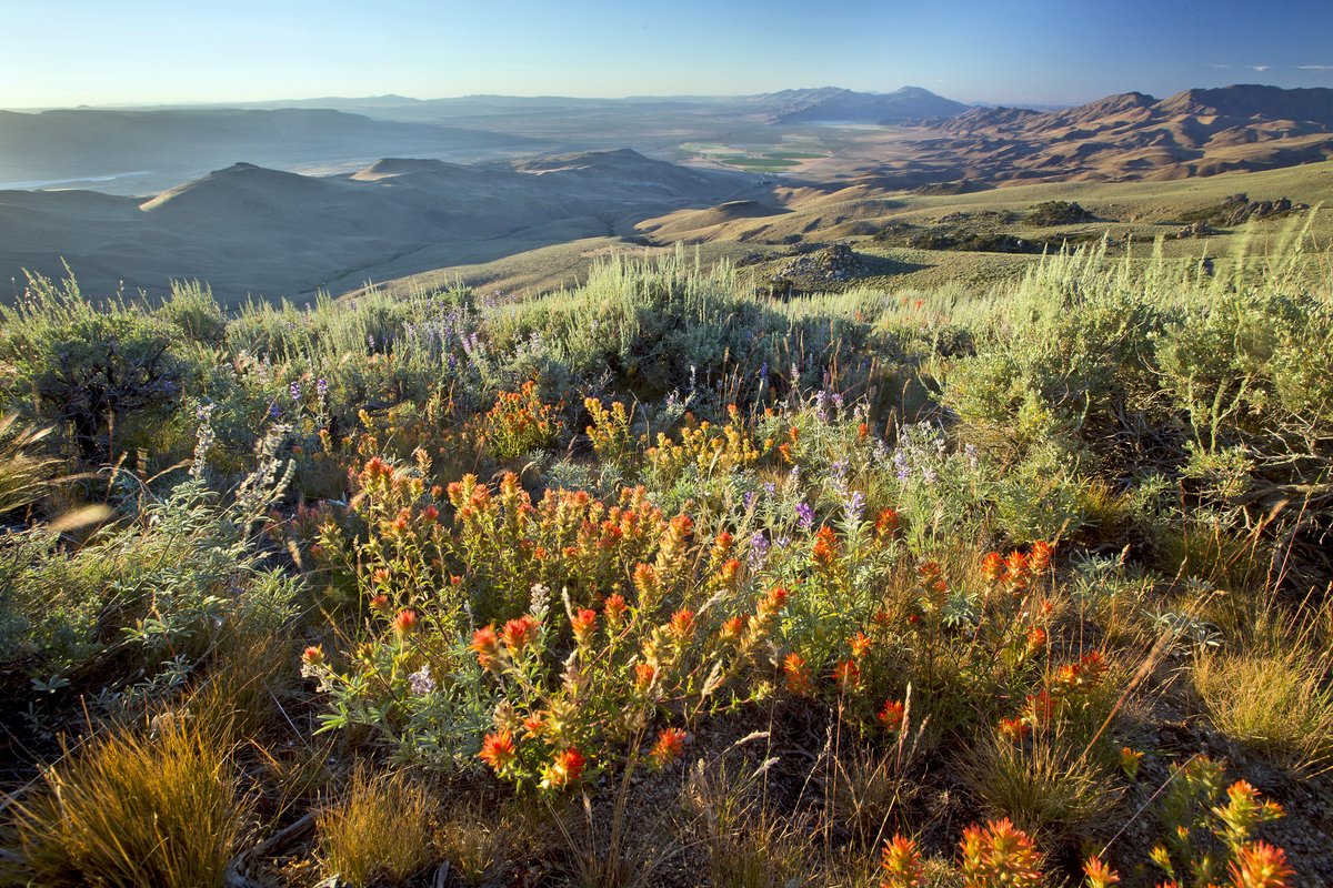 Tucked deep in Nevada’s arid Great Basin, the Pine Forest Range is a hidden gem of wildflower-covered slopes, windswept ridges, and rugged granite outcrops. 

This remote high-desert escape comes alive in spring and summer with bursts of color and sweeping views.