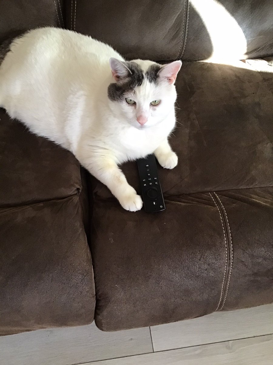 Throwback to my cat. I still miss this big guy